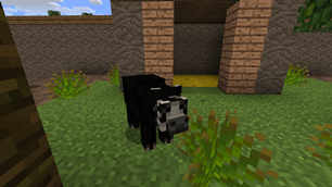 Spectacled Bear