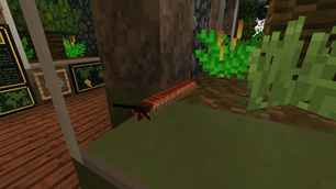 Amazonian Giant Centipede