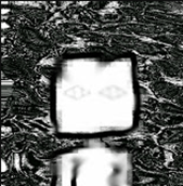 Nice_kid_Profile