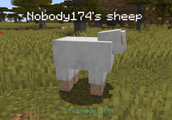 pet-stay.png