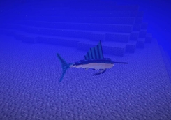 Sailfish