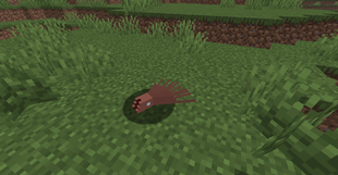 bb.png