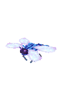 dragonfly.gif