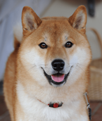 R.png