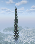 Giant pine