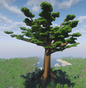Giant Oak
