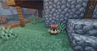 Otter pet