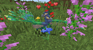 peacock.png