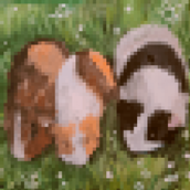 mc guinea pigs.png