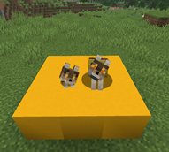 Forest wolves