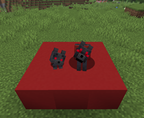 Black wolves