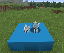 Snowy wolves