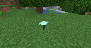 hexigo in a forest