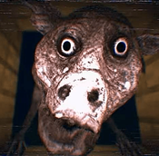 Pig