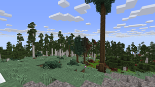 Birch Forest