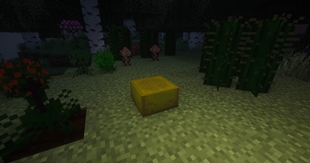 pic5.jpg