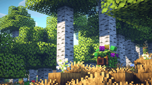Forest Mojo