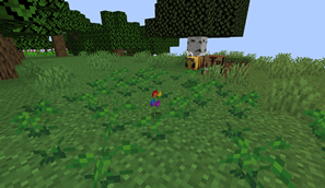 Seeds and Growing Stages
