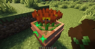 pots_and_petals_06.jpg