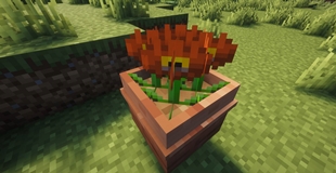 pots_and_petals_01.jpg