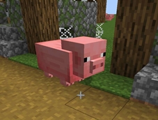 big pig