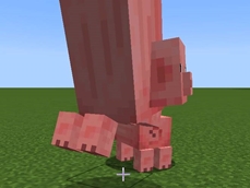 big pig attacks normal pig