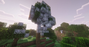 Forest Spider Nest.jpg