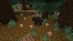 Black Wild Boar