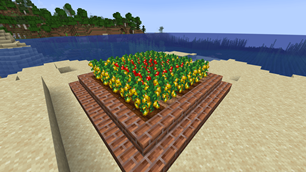 Tomatos in plant