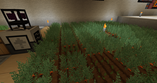 Crops