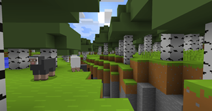 Birch forest