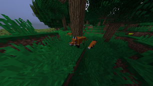 big forest 04