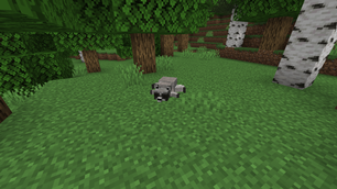 Raccoon sleep