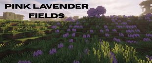 Pink Lavender Fields