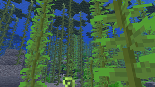 kelp forest