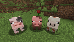 Pigs