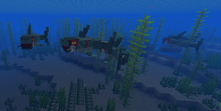 Sharks