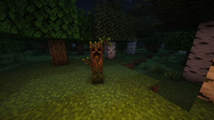 forest creeper