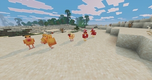 chickens and cluckshrooms