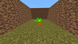 Cycad.png
