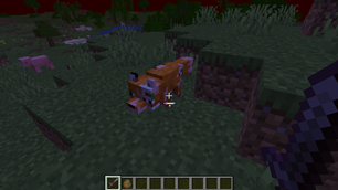 Zombie Fox