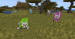 wooly wolfs and colors