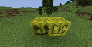 Melon