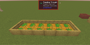 feed