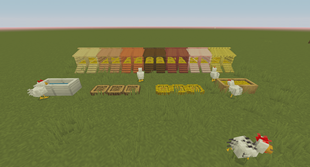 Chickens
