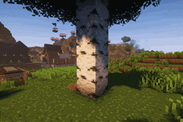 Birch Tree Chopping