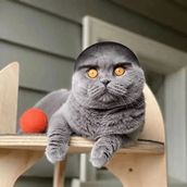 FolkCatHD.png