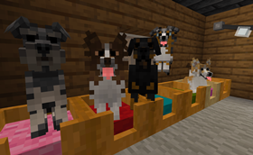 Woof! Woof!