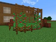 Tomatoes!