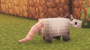 Possum.jpg